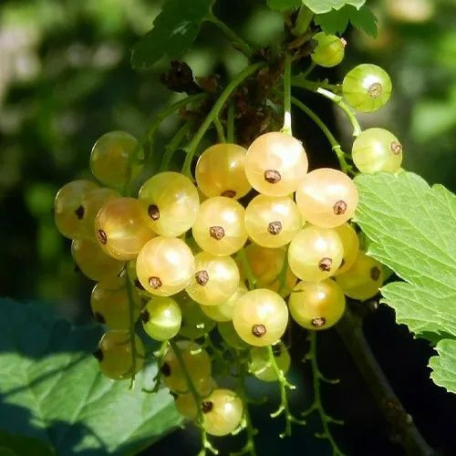 Смородина Белка белая v2 Tim 