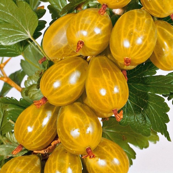 Крыжовник Янтарный желтый в коробке, Tim 