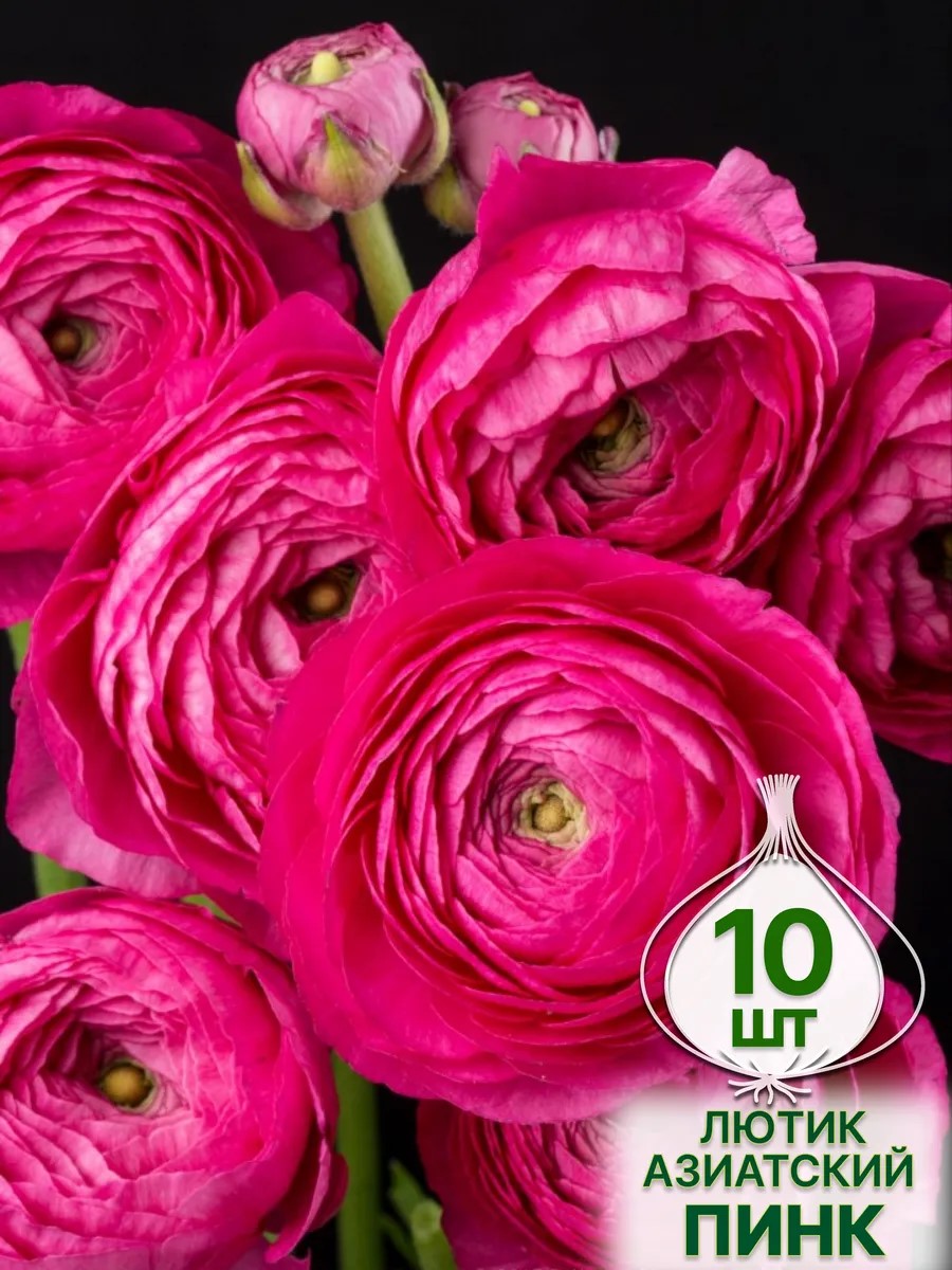 Луковица Лютик азиатский Пинк 10шт. Поиск 