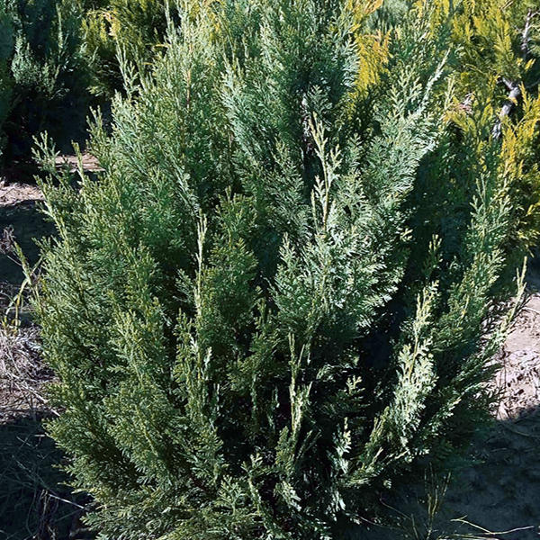 Кипарисовик лавсона Вайт Спот v2 Lav 