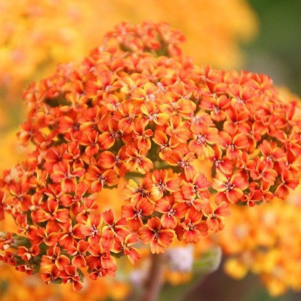 Тысячелистник обыкновенный Терракота v2 Tim 