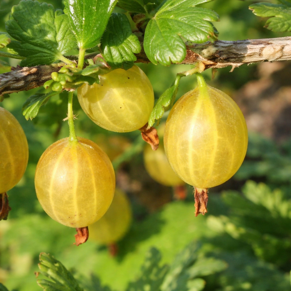 Крыжовник Янтарный v5 Lav 