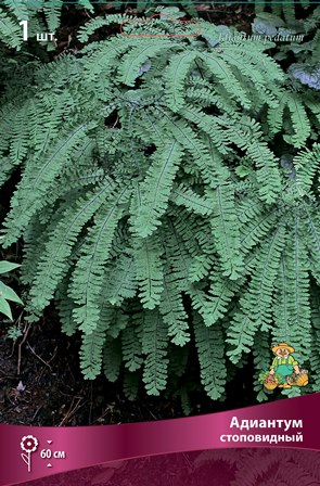 Корневище Папоротники Адиантум стоповидный  I 1шт Поиск 