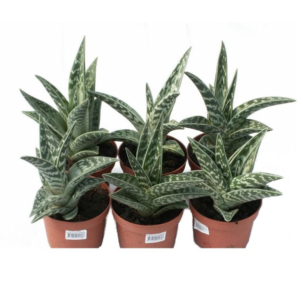 Алое Вариегата d7 h8 