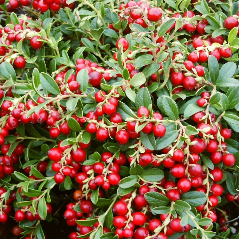 Брусника Коралл С2 Н10-30 ЦО 