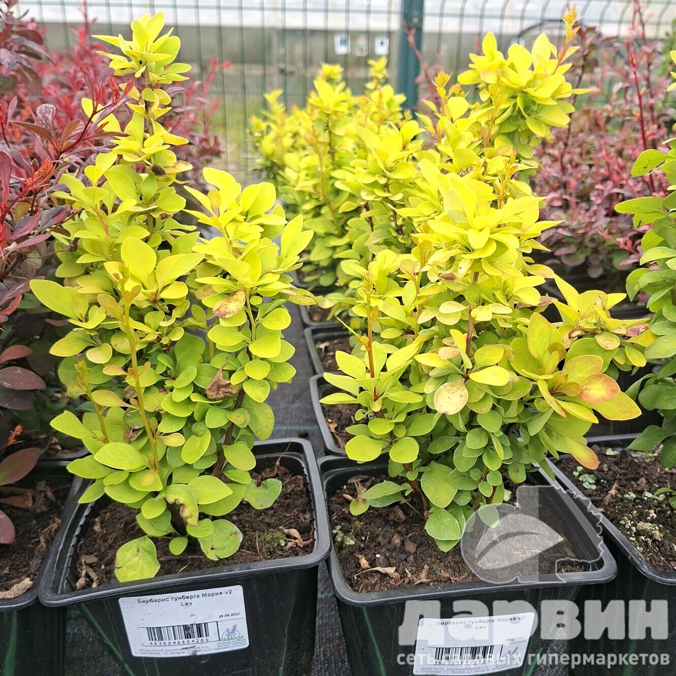 Барбарис тунберга Мария v2 Lav 