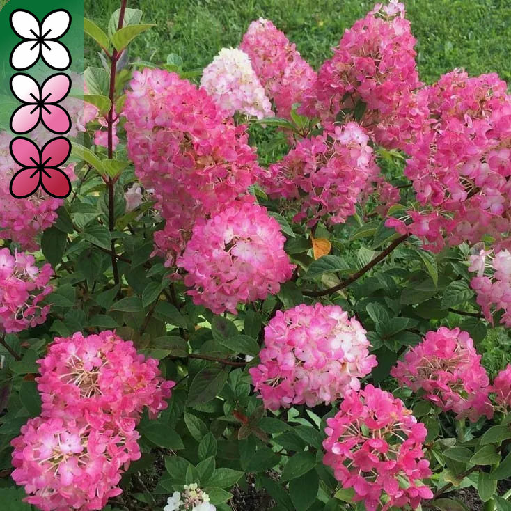Гортензия метельчатая Диамант Руж v3 Tim 