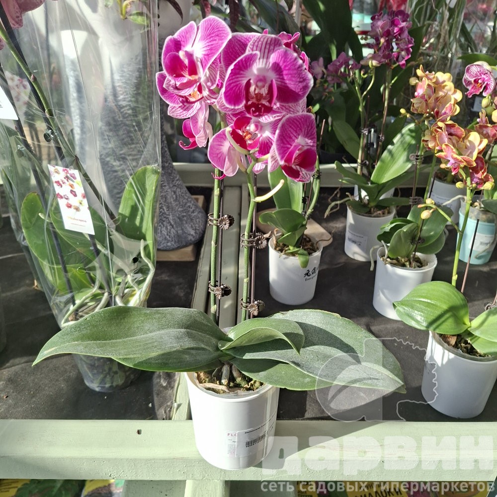 Фаленопсис 2 вет микс d9 h35 