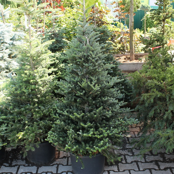 Растение пихта корейская С25, 125-150см 