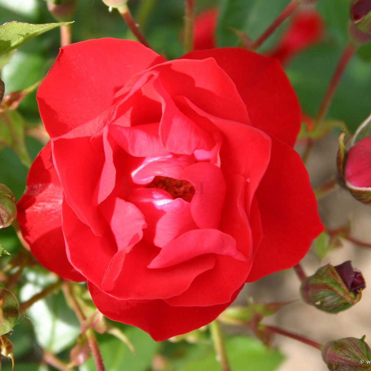 Роза флорибунда Блэк Форест Роуз 5л Dem 