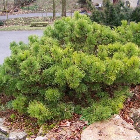 Растение сосна черная Хорниброкиана 40-60см Lt 