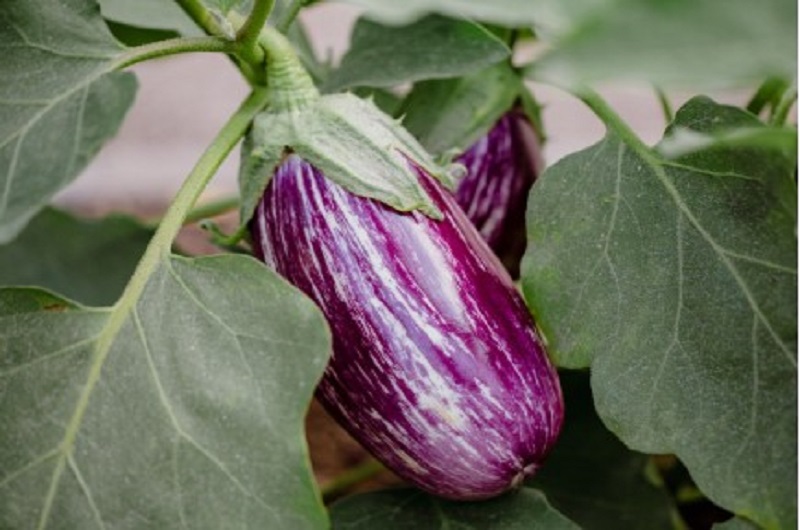 Пора сеять баклажаны