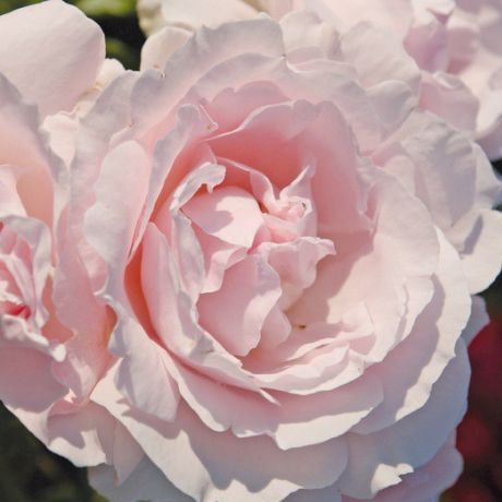 Роза флорибунда Констанция Моцарт с5, Tim 