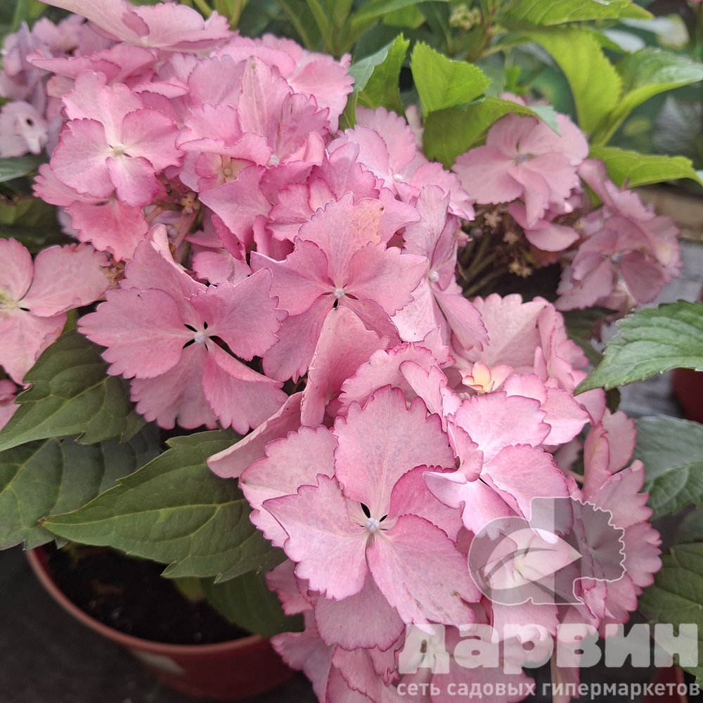 Гортензия крупнолистная Френч Канкан Роуз v5 Tim 