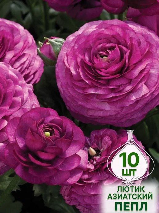 Луковица Лютик азиатский Пёпл 10шт. Поиск 