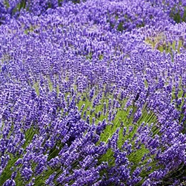 Лаванда гибридная Феноменал v5 Lav по цене  Лаванда гибридная Феноменал v5 Lav