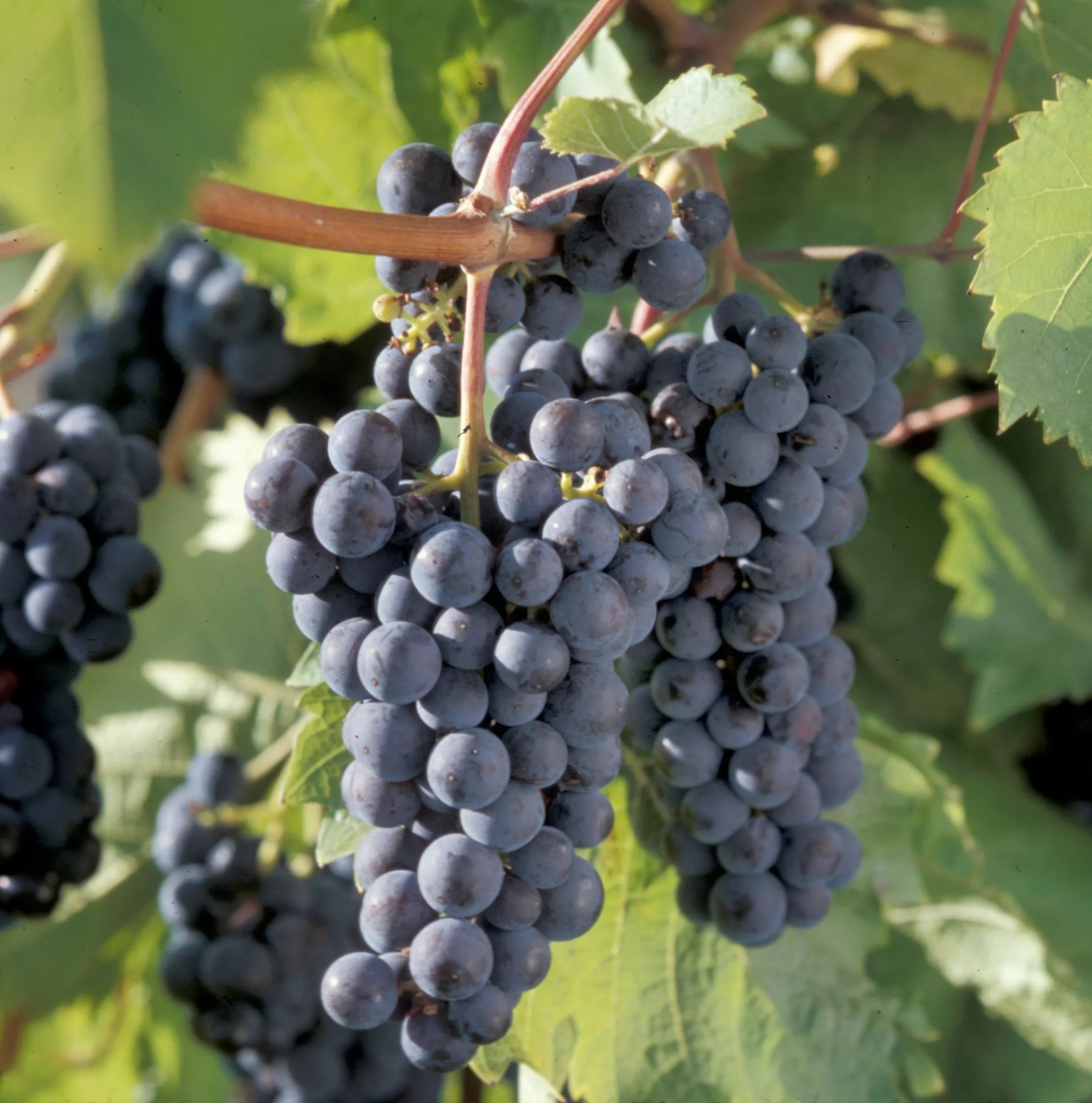 Виноград плодовый Маркет, фиолетовый v5 Tim 