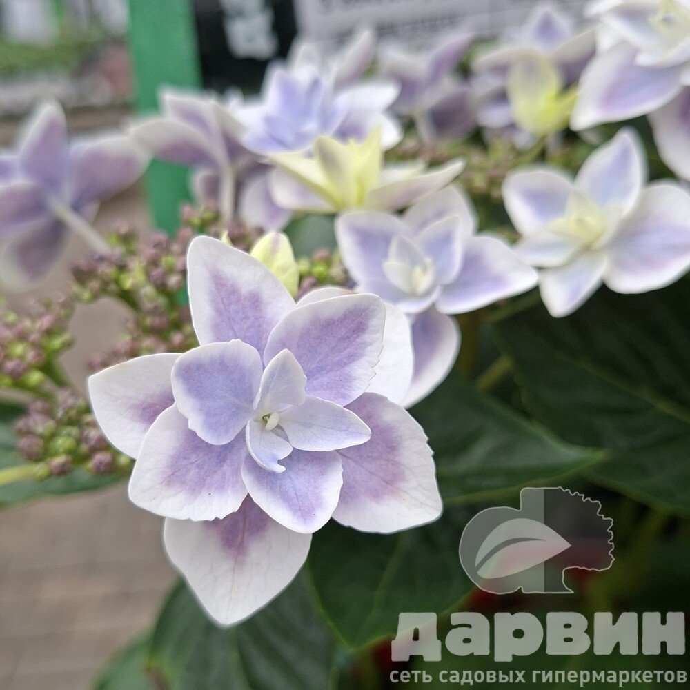Гортензия крупнолистная Стар Гейзер Блю v5 Tim 