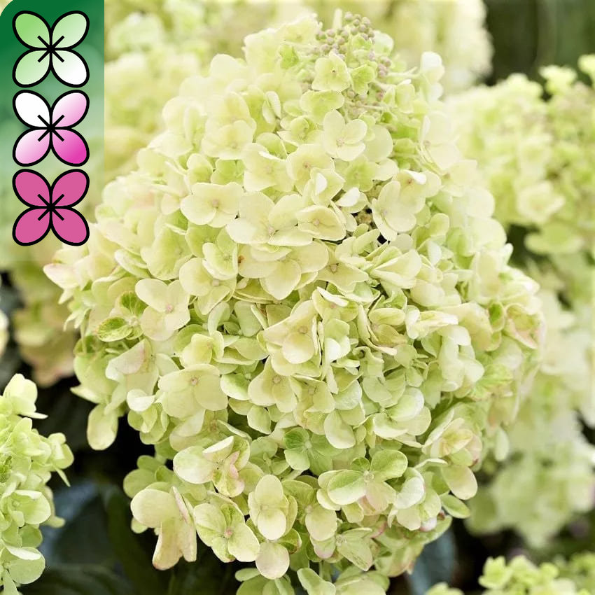 Гортензия метельчатая Би Хэппи v3 Lav 
