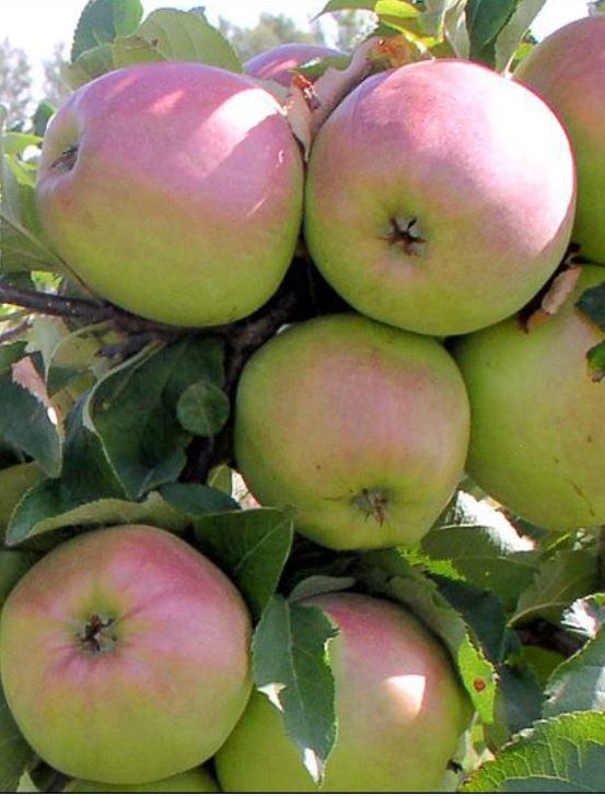 Яблоня Синап Орловский С7,5 100-140 ЦО 