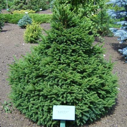 Ель обыкновенная Барри v10 60-80 Bor 