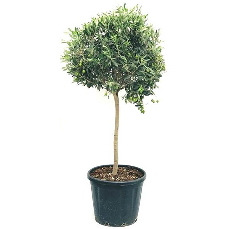 Олива европейская d15 h50 штамб 