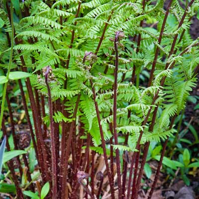 Кореневище Папоротники Кочедыжник женский Леди ин Ред 1шт Поиск 