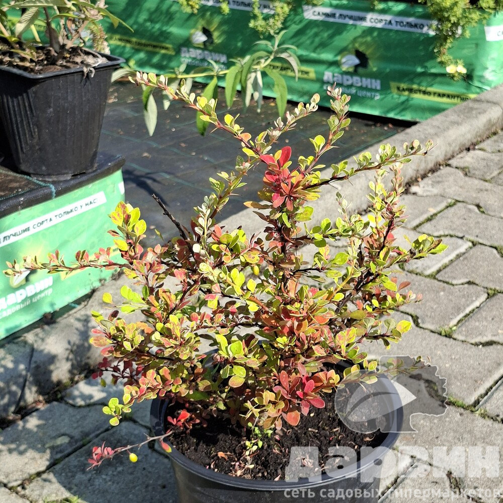 Барбарис тунберга Сильвер бьюти v5 Lav 