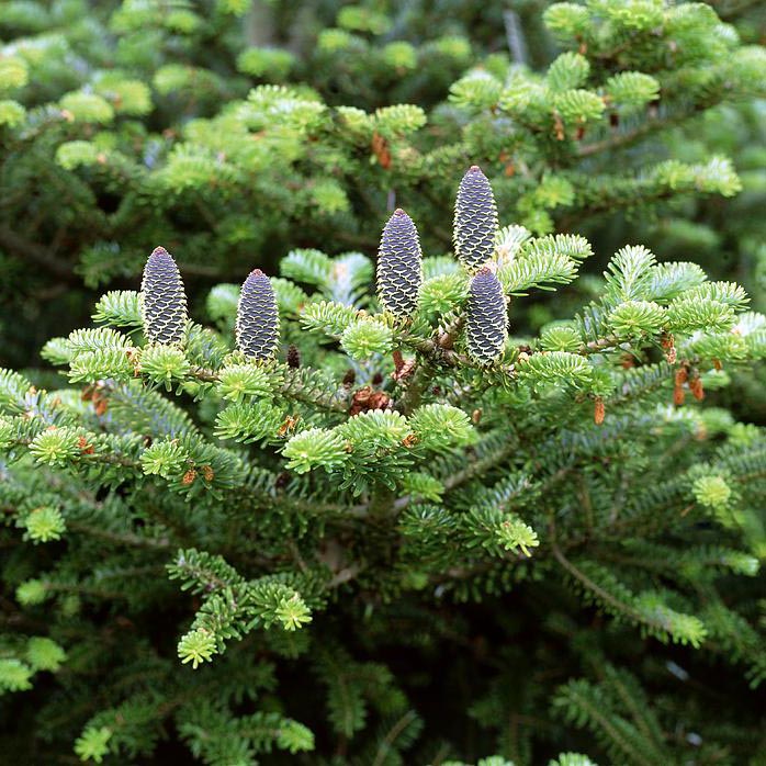 Растение пихта корейская Блю кон 30-40 Ks 