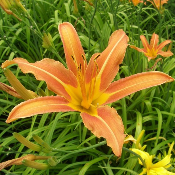 Лилейник Маргарет Перри v2 Tim 