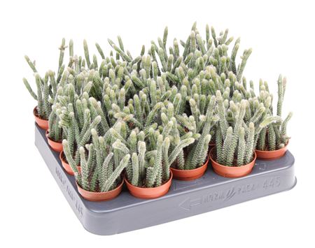 Рипсалис Хатиора d5 h8 