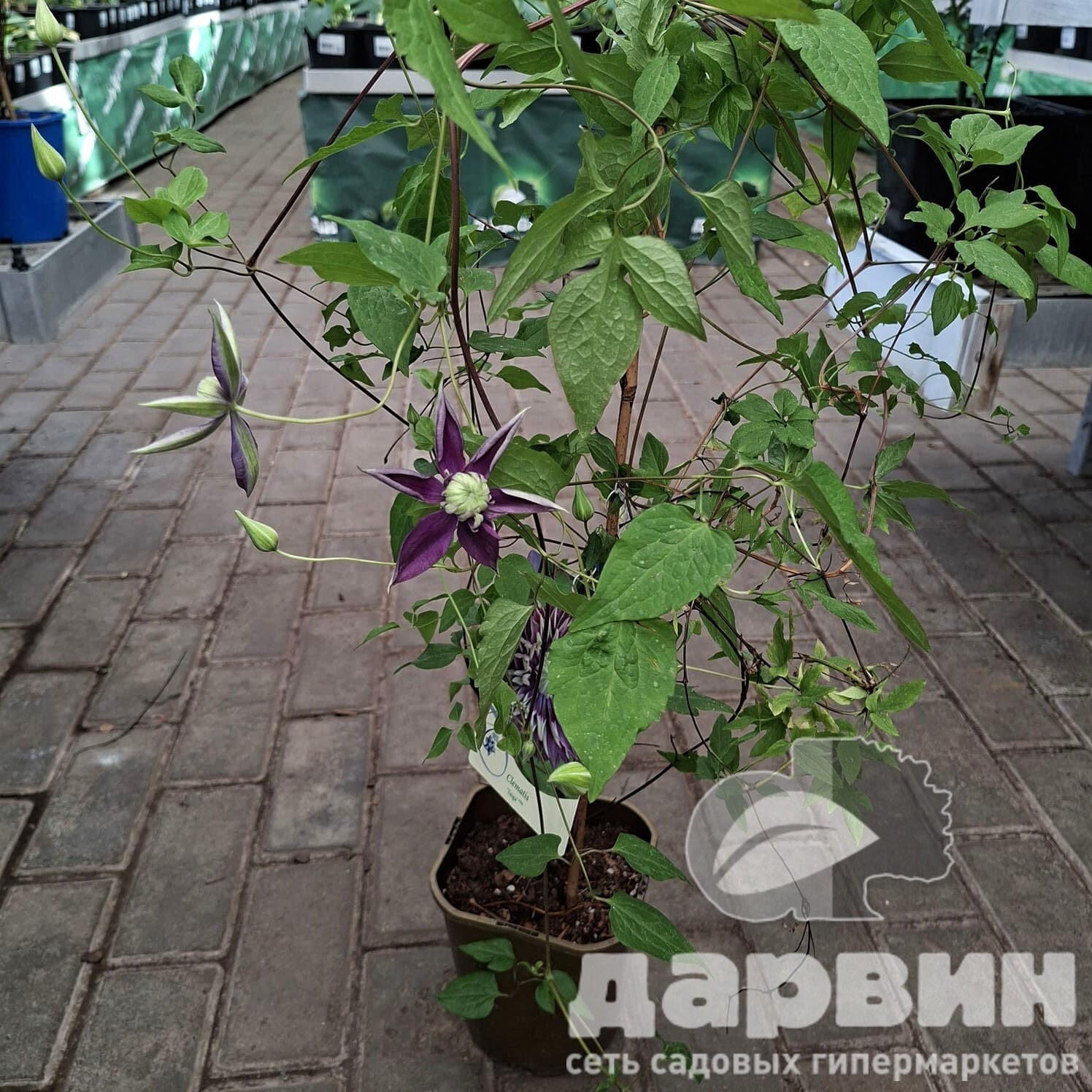 Клематис Тайга v2 CL 