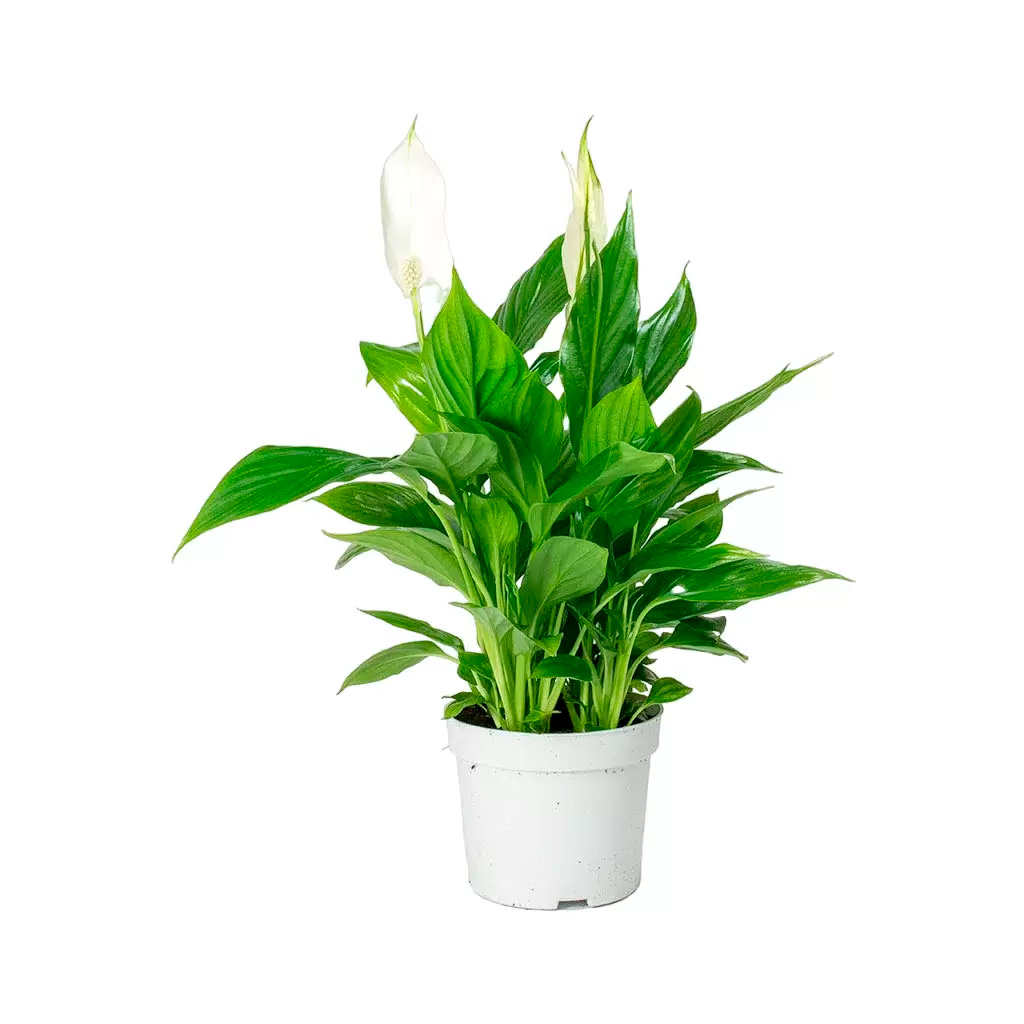 Спатифиллум Беллини d13 h40