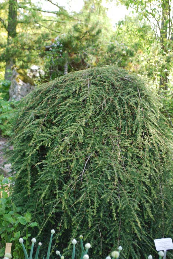 Тсуга канадская Пендула v110 200-225 