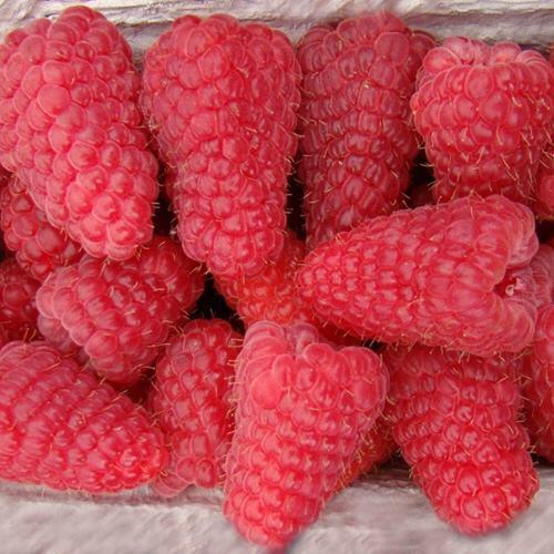 Малина Лячка красная в коробке Tim 