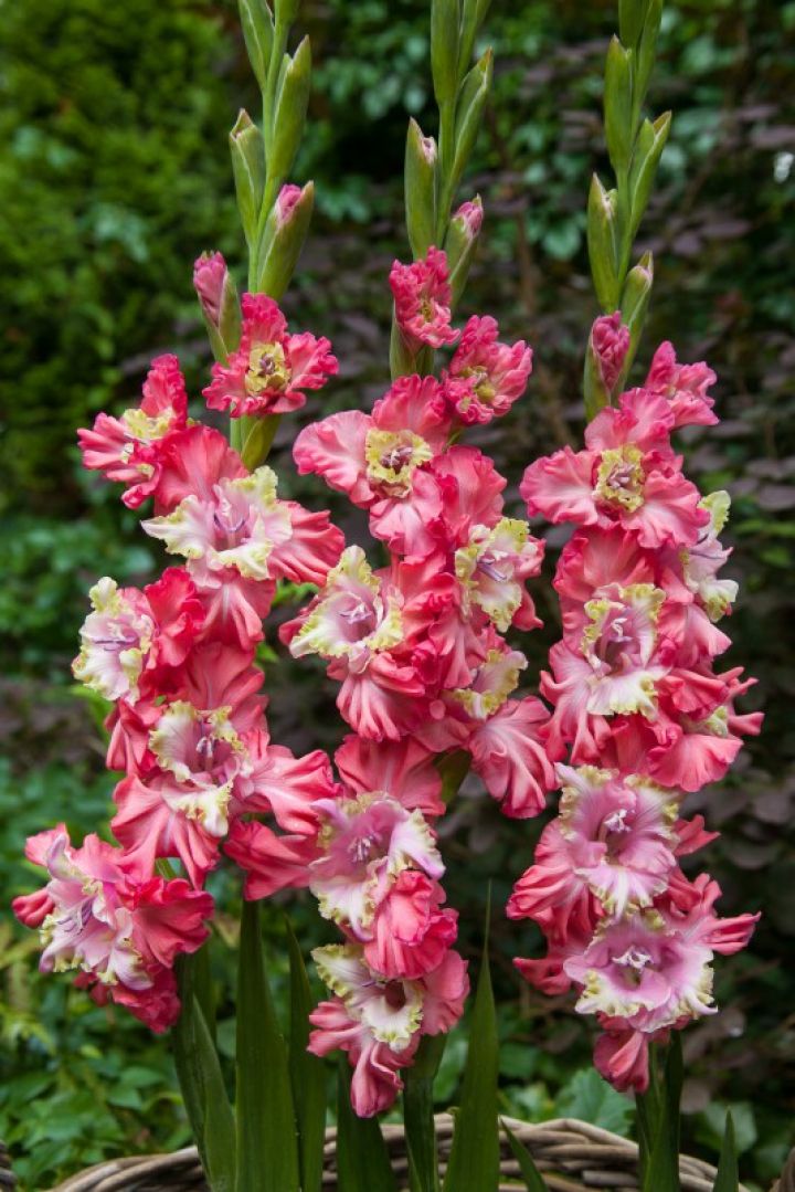 Луковица НВМ Гладиолус Брокэн Харт фриззл 10/12 5шт 