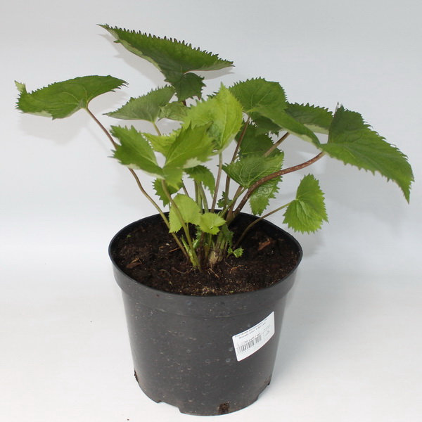 Бузульник Зе Рокет  конт 4-5л Les 