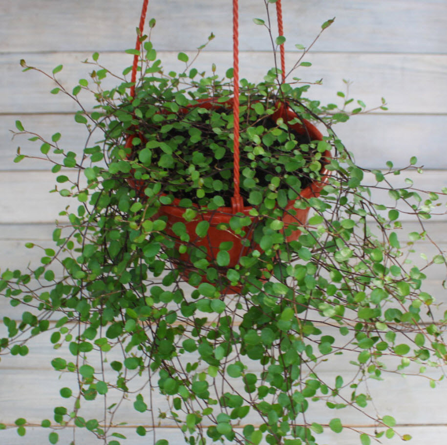 Мюленбекия микс d8 