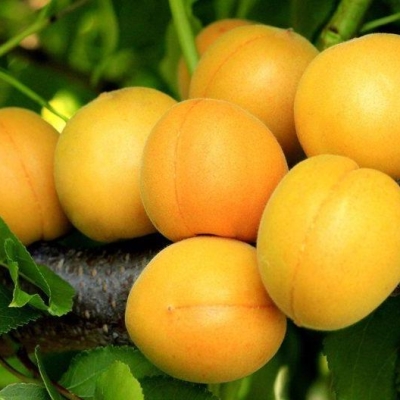 Абрикос Лель v5 100-140 Lav 