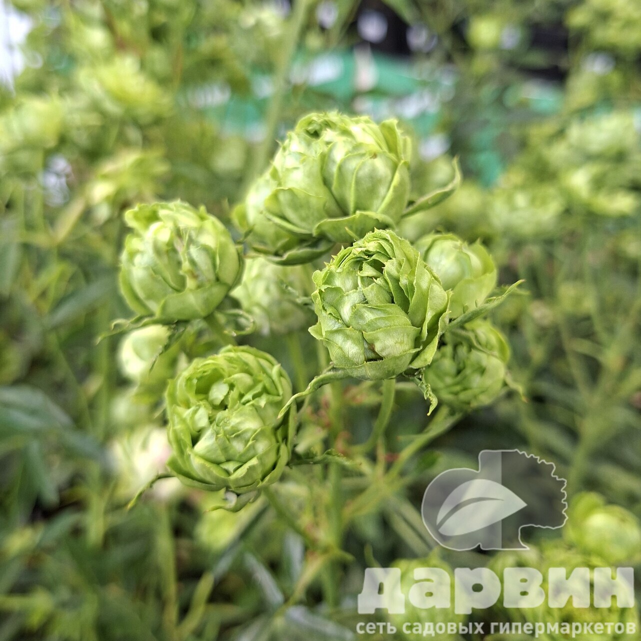 Роза японская Принцесса Мидори v5 Lav 