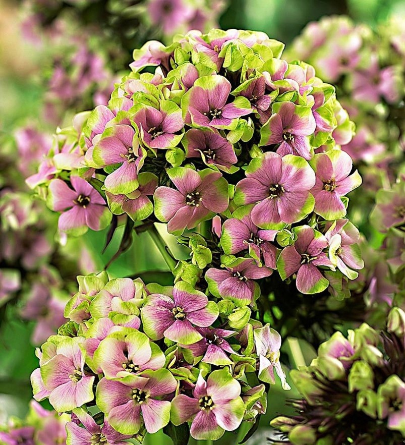 Флокс метельчатый Неон Щербет Бленд d15 ХР 