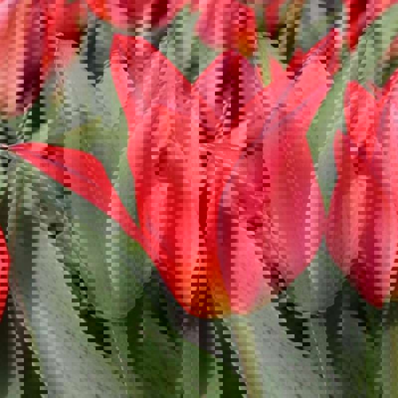 Луковица Тюльпан Торонто 11/12, 25 шт/уп 