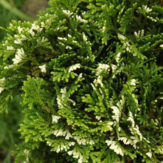 Растение кипарисовик тупой Тониа 20-25см KG 