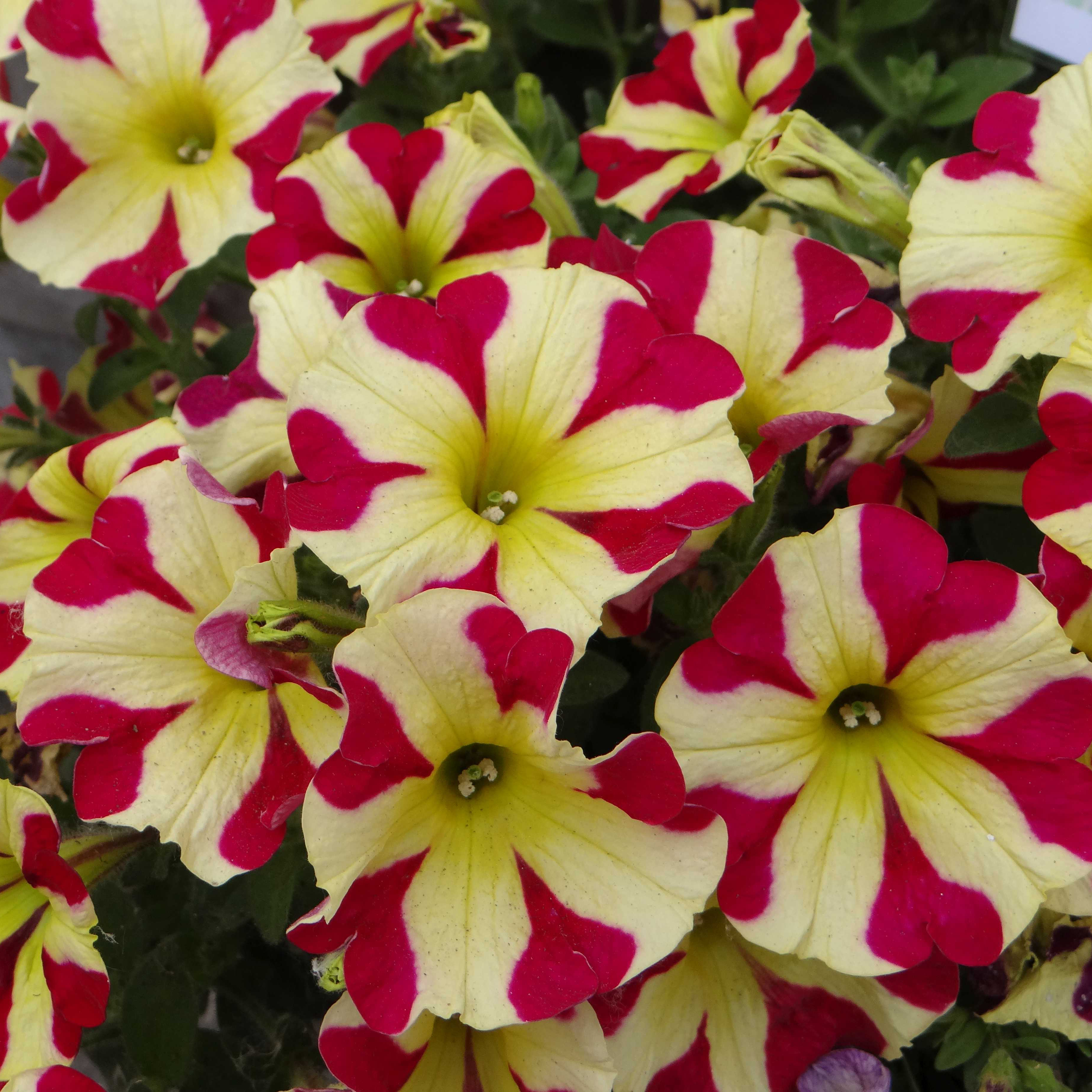 Петуния ампельная Стар Квин Неартс красно-желтая D23 ПВ 