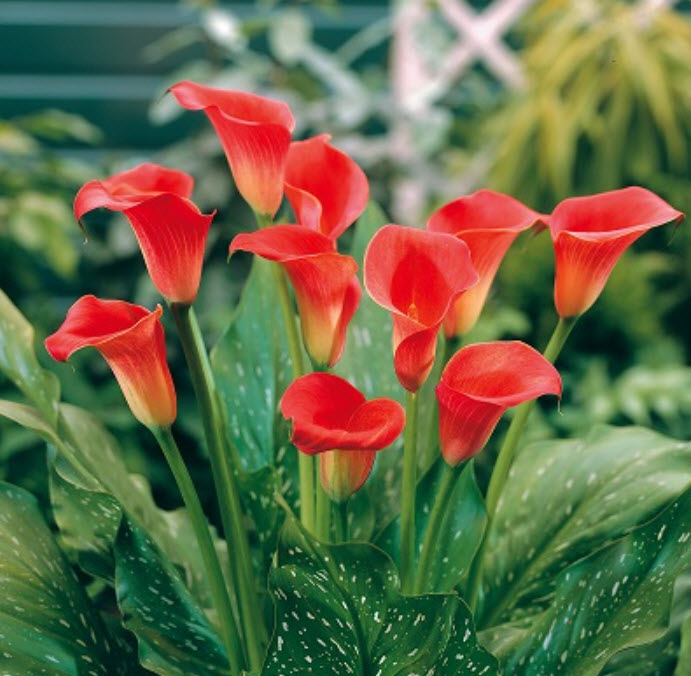 Клубень Калла Ред Сокс  14/16 1шт. Поиск 