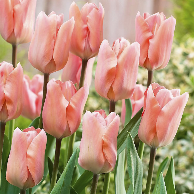 Луковица Тюльпан Априкот Перфекшн 11/12, 10 шт/уп 