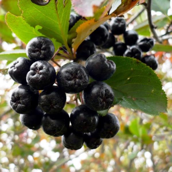 Рябина черноплодная Р11 