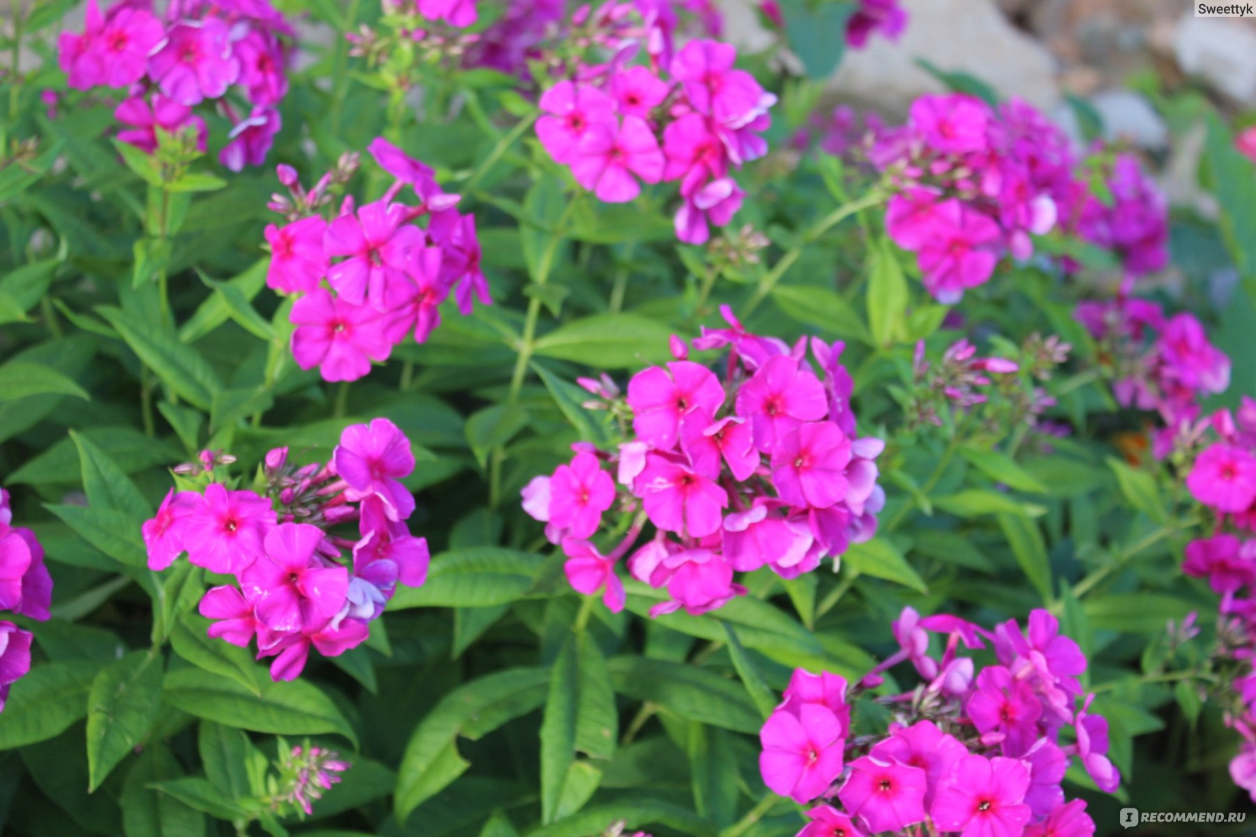 Флокс метельчатый "Виктория" d19 ЕТК 