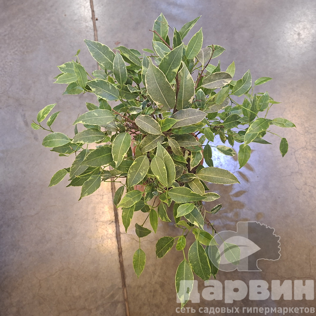 Фикус Бенджамина Кинки д15 Тим (4)