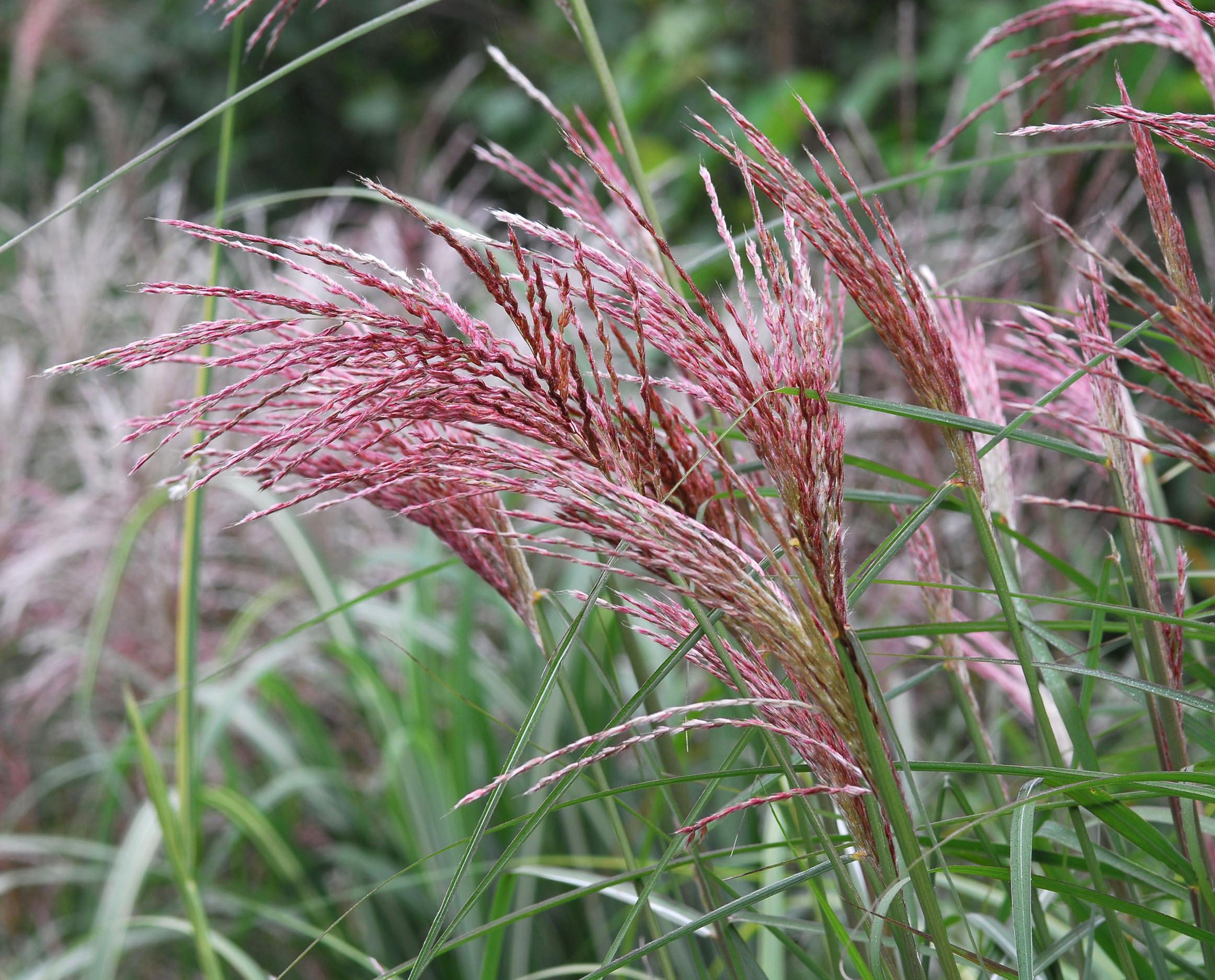 Мискантус китайский Малепартус v2 Lav 